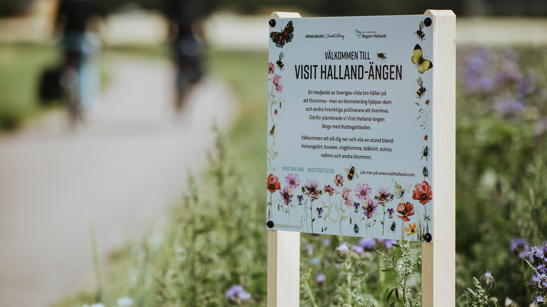 Den första Visit Halland-ängen såddes längs Kattegattleden i Vilshärad och är fyra meter bred och en kilometer lång. Här växer bland annat blåklint, solrosor och ringblommor.